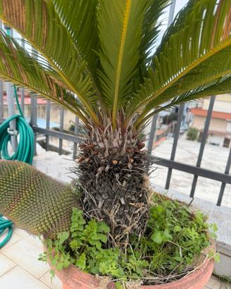 Cycas