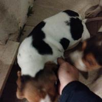Cuccioli di beagle 75 gg