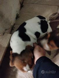 Cuccioli di beagle 75 gg