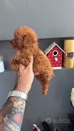 Barboncina teacup red