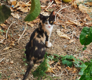 Gattina di 4 mesi desidera trovare casa