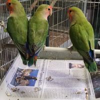 Inseparabili roseicollins maschi