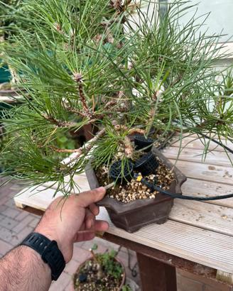 Bonsai di pino nero