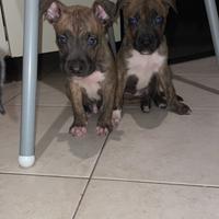 Cuccioli di Amstaff