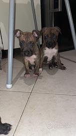 Cuccioli di Amstaff