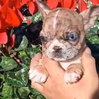 Cucciola di bulldog francese Esotica occhi impari