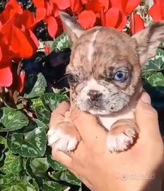 Cucciola di bulldog francese Esotica occhi impari
