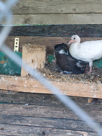 Piccione pavoncelli da 1 mese