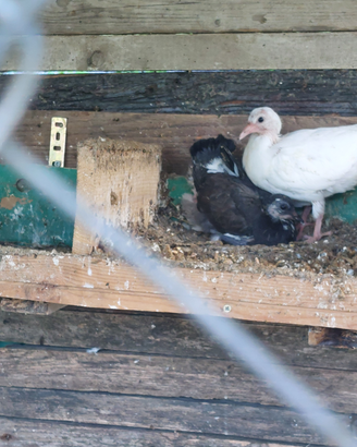 Piccione pavoncelli da 1 mese