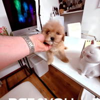 Cuccioli di taglia molto piccola e piccolissima