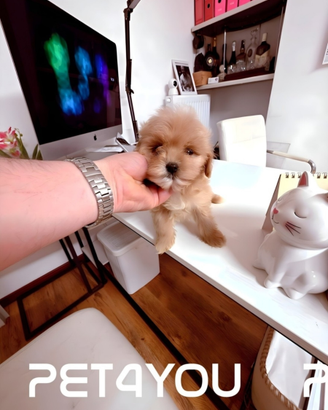 Cuccioli di taglia molto piccola e piccolissima