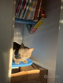 Gatto 1 anno