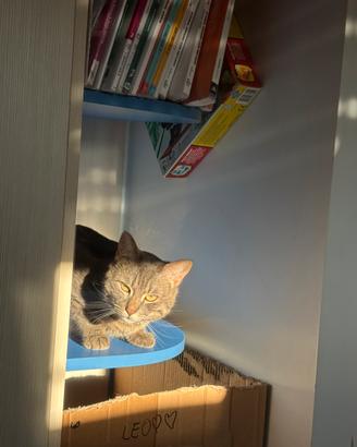 Gatto 1 anno