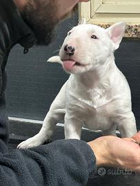 Bull terrier