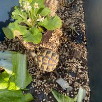 Coppia di tartaruga di terra