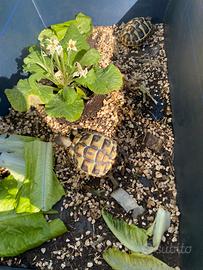 Coppia di tartaruga di terra