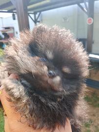 Mini volpino di pomerania