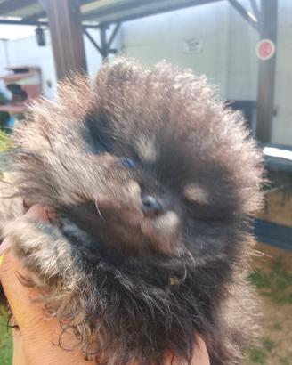 Mini volpino di pomerania