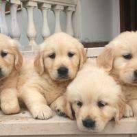 Cuccioli golden retriever