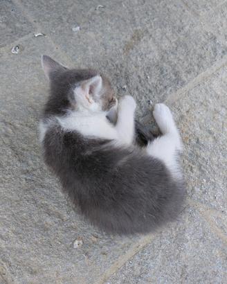 Regalasi teneri gattini