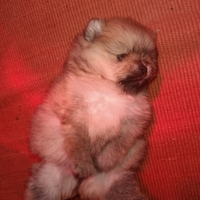 Spitz Toy volpino di Pomerania