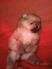 Spitz Toy volpino di Pomerania