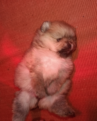 Spitz Toy volpino di Pomerania