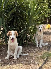 Due stupendi cuccioli masch di 5 mesi in adozione