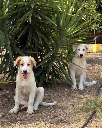 Due stupendi cuccioli masch di 5 mesi in adozione