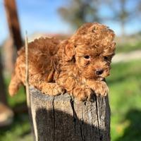 Cuccioli di barboncino vari colori