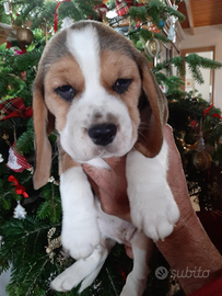 Cuccioli di beagle