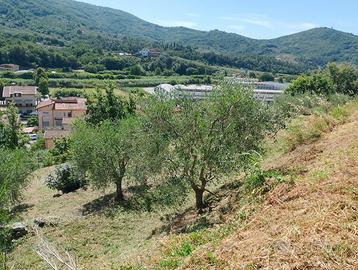 Terreno con olivi