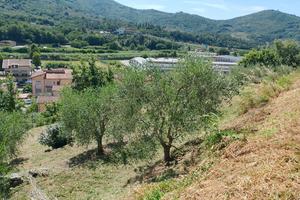 Terreno con olivi