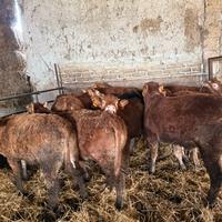 Manze limousine in purezza