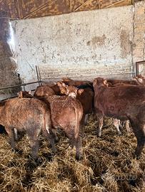 Manze limousine in purezza