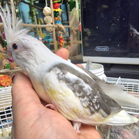 Calopsite allevate a mano