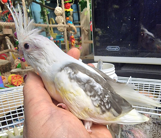 Calopsite allevate a mano