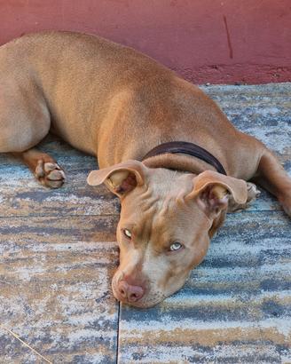 Pitbull
