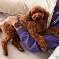 Barboncino per Monta