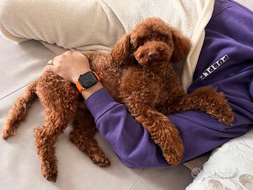 Barboncino per Monta