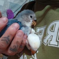 Inseparabile all.a mano