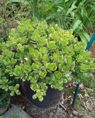 Grassula pianta sia da interno che da esterno