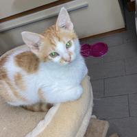 Cucciolo gattino rosso