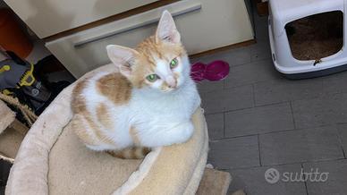 Cucciolo gattino rosso