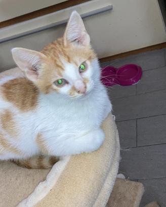 Cucciolo gattino rosso