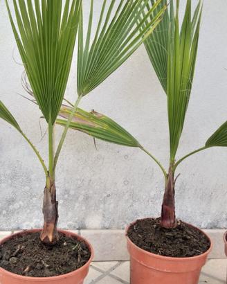 palme da giardino 
