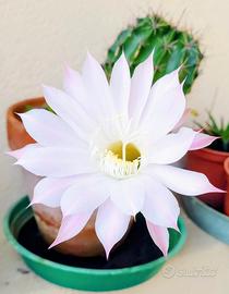 pianta di echinopsis 