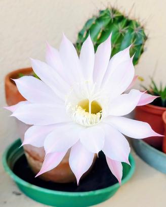 pianta di echinopsis 