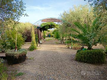 Terreno agricolo con ulivi, pozzo