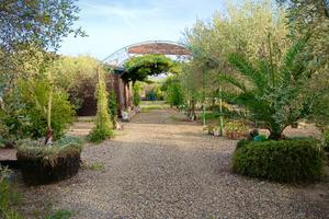 Terreno agricolo con ulivi, pozzo